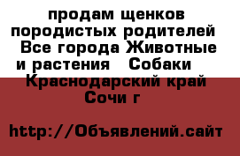 продам щенков породистых родителей - Все города Животные и растения » Собаки   . Краснодарский край,Сочи г.